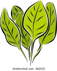 Spinach leafs. Check my portfolio for many more images of this series.