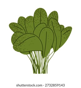 Ilustração vegetal de folhas verdes de espinafre mostrando folhas verdes frescas em estilo plano. Ilustração de alimentos adequada para nutrição saudável, receitas, saladas, embalagens e projetos de design botânico.
