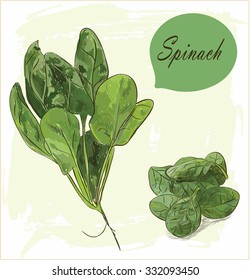 Spinach leaves