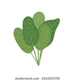 Spinach leaves bouquet simple hand drawn illustration, fresh culinary plant, healthy life style organic diet, food concept, flat style image for menu, recipe design