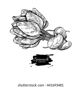 Spinach leaves bunch hand drawn vector. Isolated Spinach  drawing on white background. Vegetable engraved style illustration. Detailed botanical drawing. Farm market product