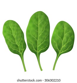 Spinach leaves close up. Fresh green spinach isolated on white background. Vector illustration