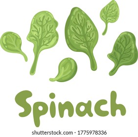 Spinach leaves - cute color flat icon. Agriculture, gastronomy, cooking concept. Bunch of fresh flying spinach close up. Vitamins and minerals. For articles, web design, dietary recommendations