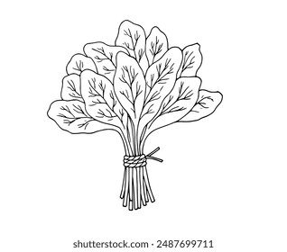 Spinach leaves. Detailed hand-drawn botanical drawing. 
Bunch of fresh spinach. Vector illustration isolated on white background.