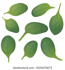 Spinach leaves of different shapes and sizes . The concept of healthy eating. Detox, salads, smoothies. Vector illustration