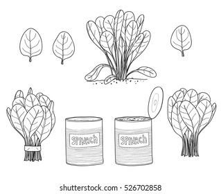 Spinach leaves hand drawn line art vector set art illustration
