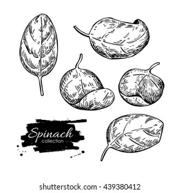 La espinaca deja un conjunto de vectores dibujado a mano. Dibujo aislado sobre fondo blanco. Ilustración de estilo grabado vegetal. Dibujo botánico detallado. Producto del mercado agrícola