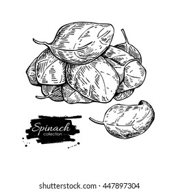 Spinach leaves hand drawn vector  heap. Isolated Spinach leaves drawing on white background. Vegetable engraved style illustration. Detailed botanical drawing. Farm market product