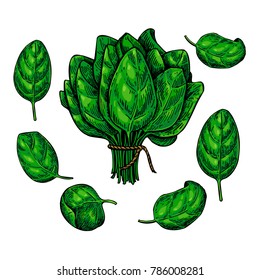 Spinach leaves hand drawn vector set. Vegetable  illustration. Isolated drawing on white background.  Detailed botanical drawing. Farm market product