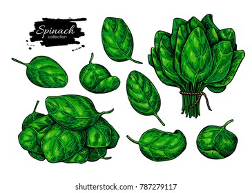 Spinach leaves hand drawn vector set. Vegetable illustration. Isolated drawing on white background. . Detailed botanical drawing. Farm market product