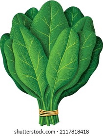 Spinach Leaves illustration for books, posters, cards, flyers, textiles, grocery bags, supermarket bags, tote bags, books, education, mugs, stickers.