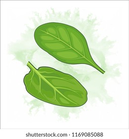 spinach leaves vector illustration
