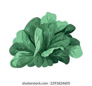 spinach leaves vector illustration on white background icon