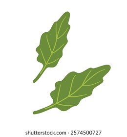 Spinach leaves vector isolated on white background