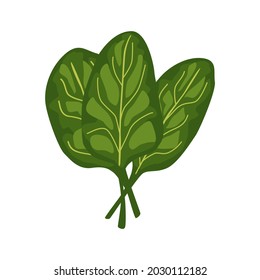 Spinach lettuce isolated on white background. Kind salad in flat style. Agriculture symbol for any purpose.Design vector illustration.