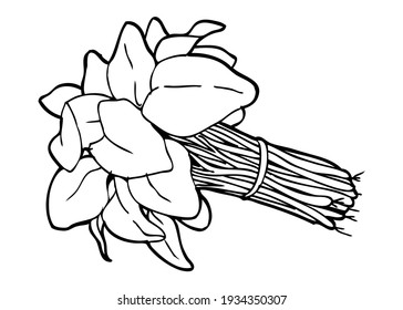 spinach line vector illustration,
isolated on white background.top view
