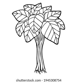 spinach line vector illustration,
isolated on white background.top view