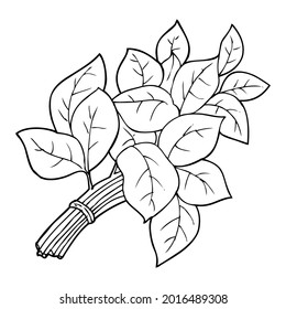 ilustración vectorial de línea de espinacas, aislada en fondo blanco, vista superior