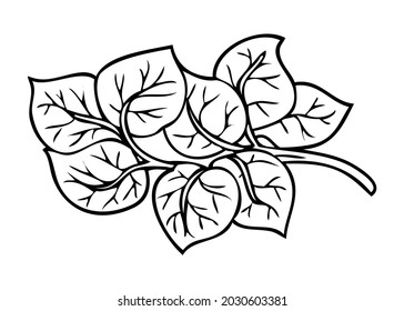 spinach line vector illustration,isolated on white background,top view