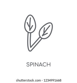 Spinach linear icon. Modern outline Spinach logo concept on white background from Fruits and vegetables collection. Suitable for use on web apps, mobile apps and print media.