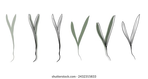 spinach microgreens vector hand drawn illustration. Contour and green plant. Sprouts of sunflower plant. Set for design menu, logo, packaging of proper nutrition, microelements, healthy lifestyle.