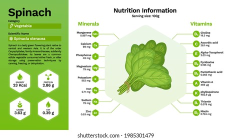 Spinach and its nutritional properties -Vector illustration