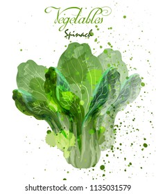 Spinach salad leaves watercolor Vector. Delicious colorful designs