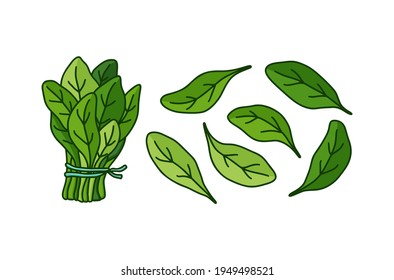 Spinach set. Color doodle icon of bunch and single leaves. Hand drawn simple illustration of green garden plant. Cartoon isolated vector pictogram on white background