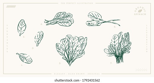 La espinaca establece la ilustración orgánica. Hojas de verduras dibujadas a mano para etiquetas veganas, logotipo, impresión. Dibujo botánico crudo. Producto del mercado agrícola