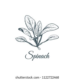 Spinach sketch drawing. Spinach vector illustration
