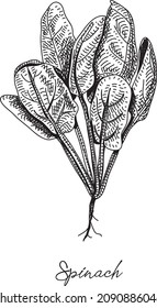 Spinach - sketchy vector illustration
