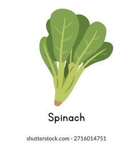 Espinafre (Spinacia oleracea) Ilustração vetorial, Clipart de desenho animado. Vegetal em estilo plano. Também chamado de Palak. O conceito dos verdes folhosos. Design de vetor vegetal comum