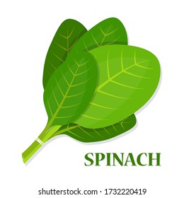 Spinach tasty fresh herb green leaves healthy food Vector Illustration