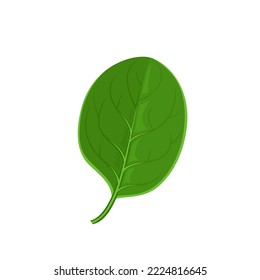 Spinach vector icon. Fresh salad green leaf. Simple flat illustration.