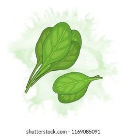 Spinach Vector Illustration