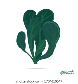 spinach vector illustration cartoon style isolated on white background vector