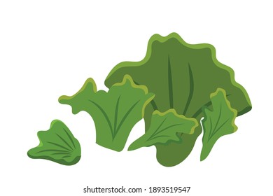 Spinach vector illustration isolated on white background