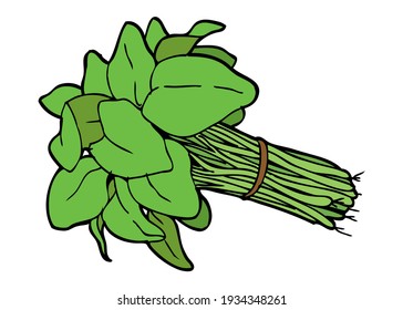 ilustración vectorial de espinacas,
aislado en fondo blanco.vista superior