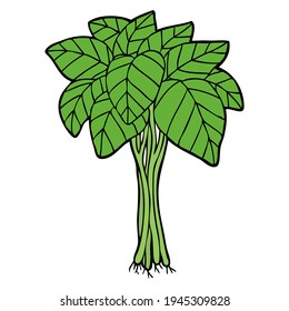 spinach vector illustration,
isolated on white background.top view