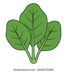 Spinach vector illustration, simple design