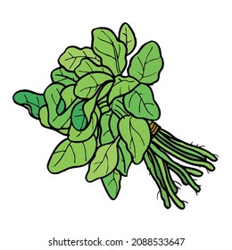 spinach vector illustration,isolated on white background,top view