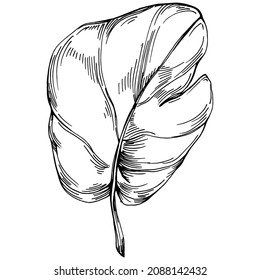 Vector de espinaca planta aislada con hojas. Ilustración de estilo con grabado de hierbas. Esbozo detallado del producto orgánico.El mejor para el diseño logotipo, menú, etiqueta, icono, sello.