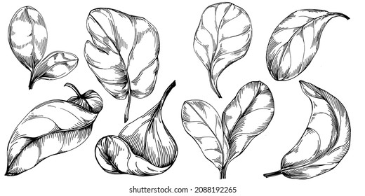 Spinach vector isolated plant with leaves. Herbal engraved style illustration. Detailed organic product sketch.The best for design logo, menu, label, icon, stamp.