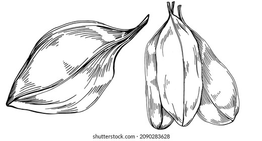 Spinach vector isolated plant with leaves. Herbal engraved style illustration. Detailed organic product sketch.The best for design logo, menu, label, icon, stamp.