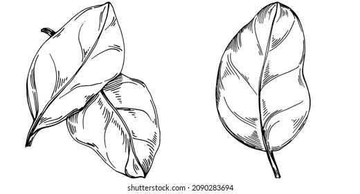 Vector de espinaca planta aislada con hojas. Ilustración de estilo con grabado de hierbas. Esbozo detallado del producto orgánico.El mejor para el diseño logotipo, menú, etiqueta, icono, sello.