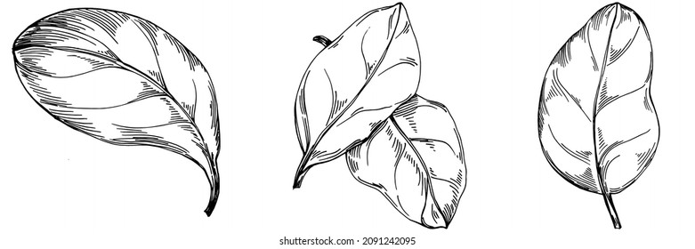 Spinach vector isolated plant with leaves. Herbal engraved style illustration. Detailed organic product sketch.The best for design logo, menu, label, icon, stamp.