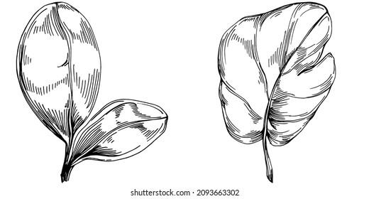 Spinach vector isolated plant with leaves. Herbal engraved style illustration. Detailed organic product sketch.The best for design logo, menu, label, icon, stamp.