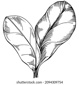Spinach vector isolated plant with leaves. Herbal engraved style illustration. Detailed organic product sketch.The best for design logo, menu, label, icon, stamp.