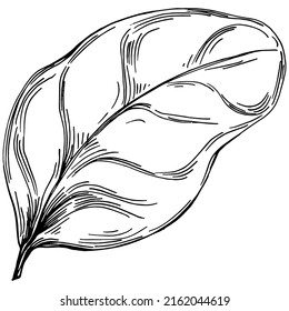 Vector de espinaca planta aislada con hojas. Ilustración de estilo con grabado de hierbas. Esbozo detallado del producto orgánico.El mejor para el diseño logotipo, menú, etiqueta, icono, sello.