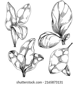 Spinach vector isolated plant with leaves. Herbal engraved style illustration. Detailed organic product sketch.The best for design logo, menu, label, icon, stamp.